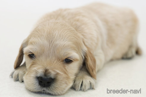 販売中の神奈川県のミックス犬-374600の3枚目